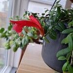 Aeschynanthus radicans Floro