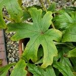 Begonia pedatifida