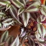 Tradescantia zebrina叶