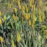 Aloiampelos striatula Costuma