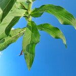 Hieracium inuloides Leaf