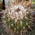 Stenocactus multicostatus Hoja
