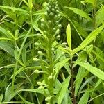 Platanthera flava Hoja