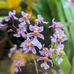 Oncidium sotoanumFlower