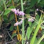 Desmodium paniculatum Květ