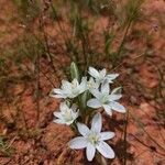 Ornithogalum trichophyllum