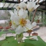 Sparrmannia africana പുഷ്പം