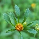 Bidens frondosa Kvet