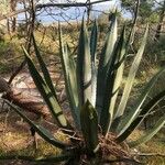 Agave salmiana Liść