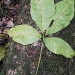 Ricinodendron heudelotii Folha