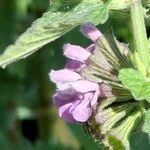 Ballota nigra Flower