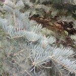 Abies concolor Ліст