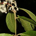 Miconia trinervia Fruit