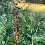 Ligularia sibiricaKwiat