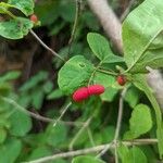 Lonicera canadensis Fruit