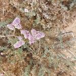Limonium tuberculatum Flor