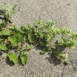 Stachys maritima Habit