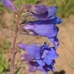 Penstemon speciosus Virág