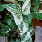 Syngonium podophyllum 葉