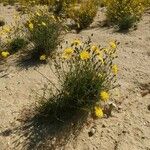 Podospermum laciniatum Habit
