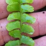Lindsaea stricta Leaf
