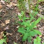 Comandra umbellata Leaf