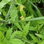 Sisymbrium officinale പുറംതൊലി