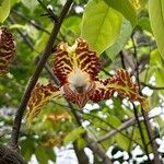 Monodora tenuifolia Цветок