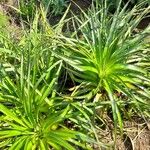 Eryngium paniculatum Levél