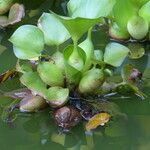 Eichhornia crassipes Plod
