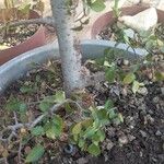 Ulmus parvifolia Levél