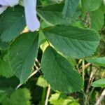 Rosa corymbifera Blad