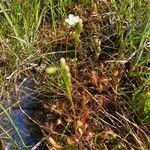 Drosera anglica Folha