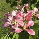 Bauhinia monandra Други
