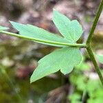 Ranunculus recurvatus Leaf