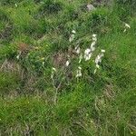 Eriophorum latifolium Blodyn