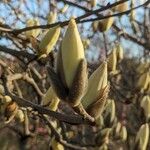 Magnolia denudata Žiedas