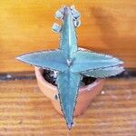 Kalanchoe daigremontiana Leaf