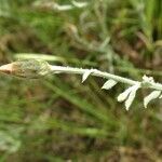 Xeranthemum cylindraceum Otro