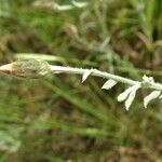 Xeranthemum cylindraceum Other