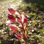 Anacamptis papilionacea Flower