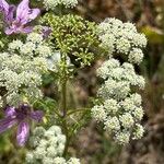 Anthriscus caucalis Flower