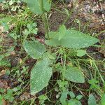 Crepis lampsanoides Leaf