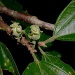 Quararibea bracteolosa Otro