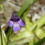 Pinguicula vulgaris Květ