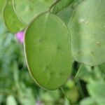 Lunaria annua Fruto