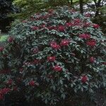 Rhododendron sanguineum Hábito