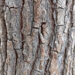 Liquidambar styraciflua Ekosanga