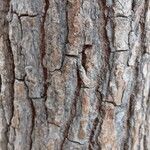 Liquidambar styraciflua Bark