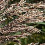 Phragmites australisফুল